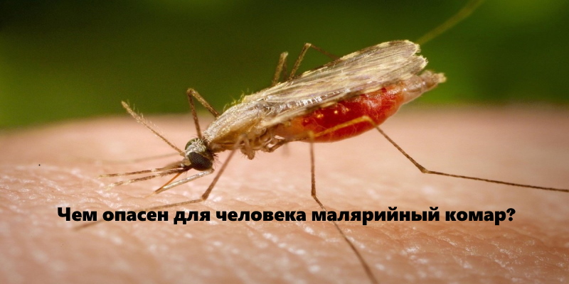 Чем опасен малярийный комар